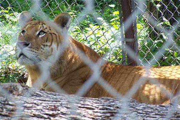 Liger Rocky also killed its keeper as well. Rocky is a very ferocious liger and no one is allowed to enter the cage of Rocky the Liger. 