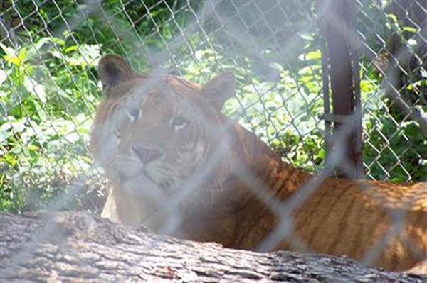 Liger Rocky from United States of America. 