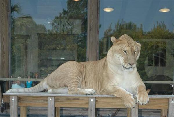 Liger assis séance