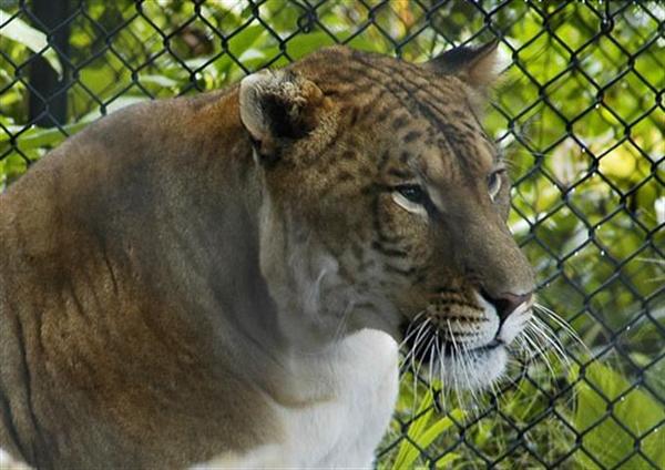 Liger Siblings in Germany