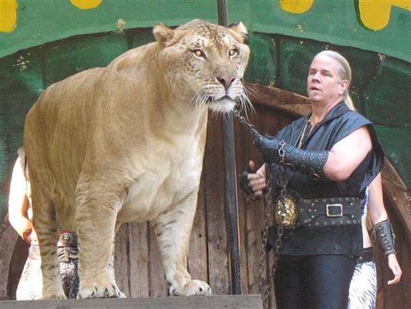 Liger survival in Gir Forest