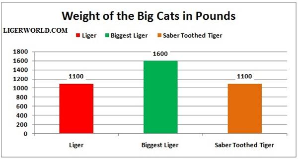 Liger Vs Saber Toothed Tiger