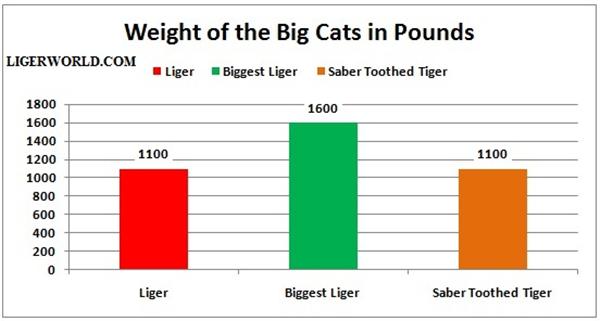 Liger Vs Saber Toothed Tiger