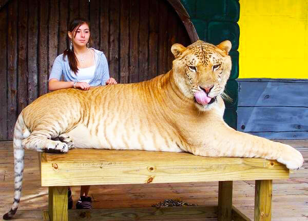 Liger weighs around 900 pounds in weight. 
