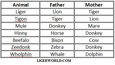 Ligers and other Hybrids. 
