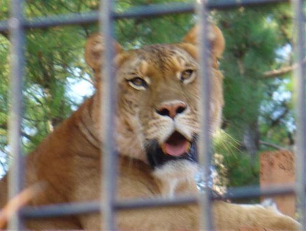 Ligers Grow Huge. 