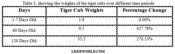https://www.ligerworld.com/images/percentage-growth-of-tiger-cubs.jpg