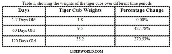 Tiger Cubs and their growth. 