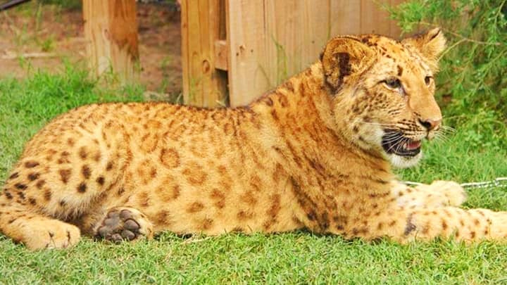 Boco the Li-Liger was born at the Wynnewood Zoo.