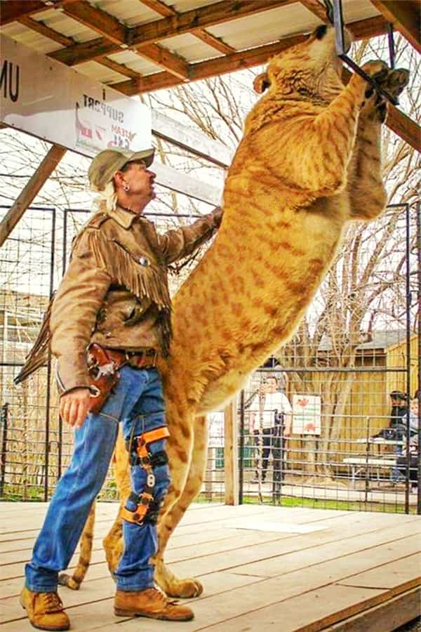 Size and Weighs of Boco the Li-Liger.