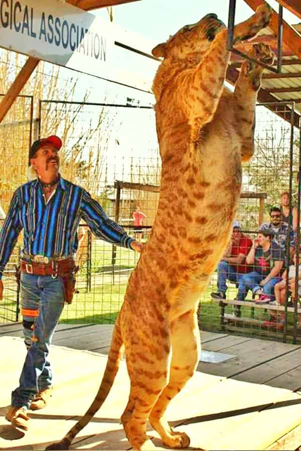 Boco the Li-Liger has spotted marks on its fur.