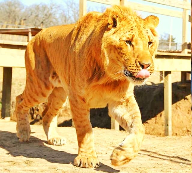 Boco the Male Li-Liger