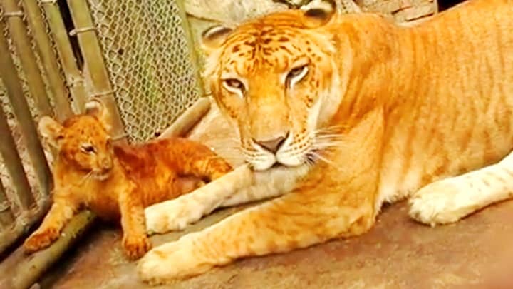 Li-Liger cub born in China in 2019.