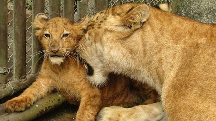 Ligers and Li-Ligers at the Hainan Tropical Wildlife Park.