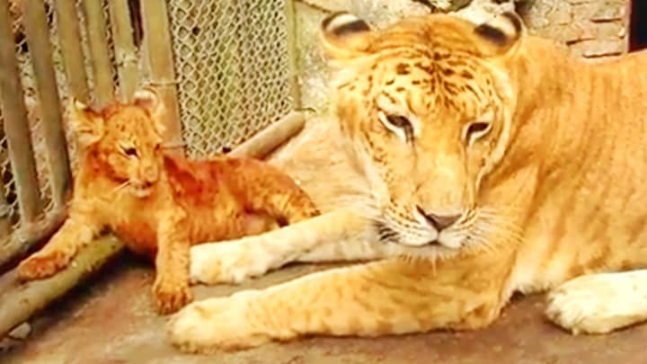 Male Li-Liger cub born in China.