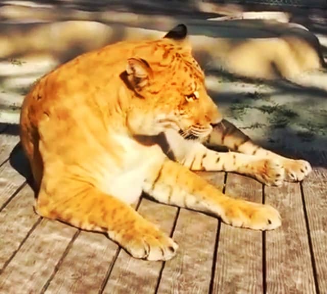 Li-Ligers born late because of perception that ligers are sterile.