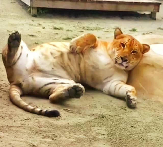 Ligers were kept in separate enclosures and that's why producing Li-Ligers was not possible.