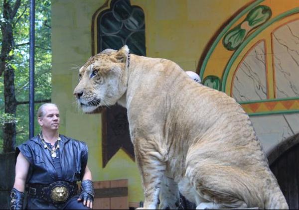 Ligers Existence in the wild by Dr Bhagavan Antle.