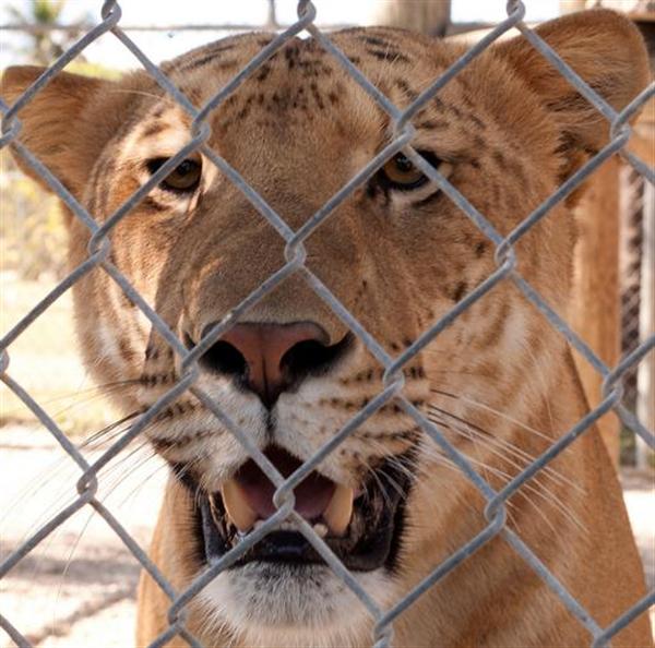 Liger is capable of eating 100 pounds according to Bhagavan Antle.