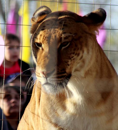 Female Ligers Look Like Lionesses. 