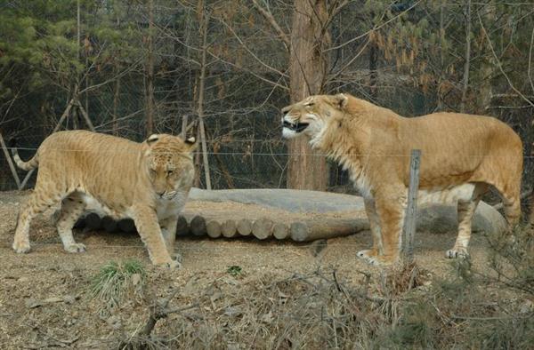 Liger Appearance Variations. 