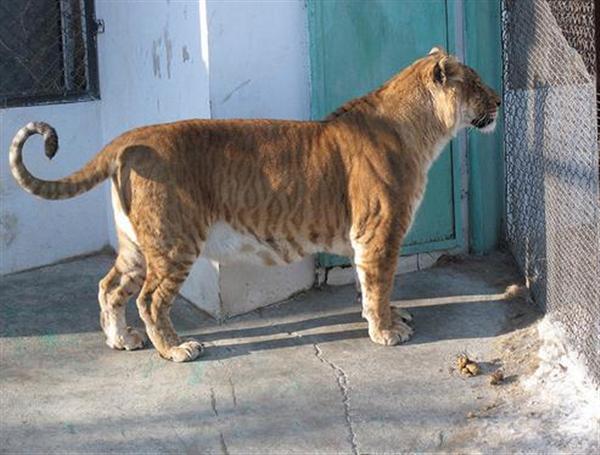 Ligers have Dark Brown Stripes. Some Ligers have light brown Stripes too.