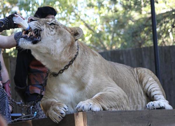 Liger can be without mane as well. Mane is absent within Hercules the liger.