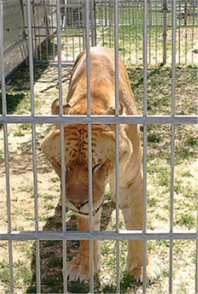 Liger Ariana lives in United States.