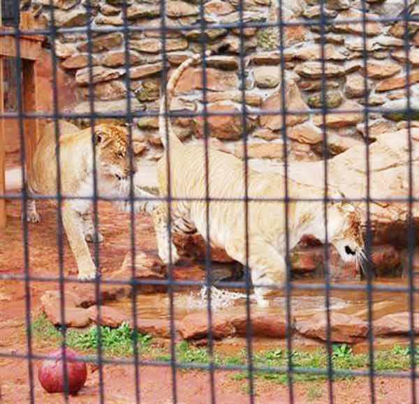 Ligers have Mild Personality. 