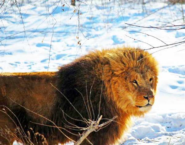 Male Lions are Playful when they are Young. Mature Lions become aggressive and ferocious. 