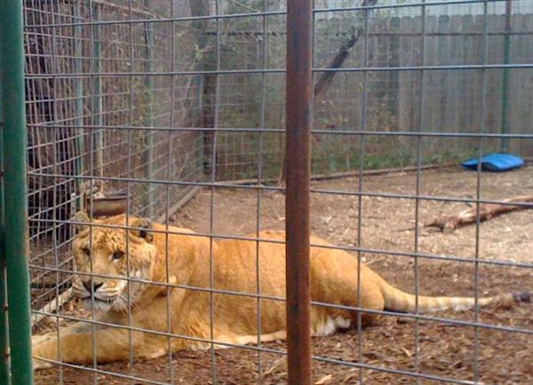 Liger Freckles is the biggest female Liger in the world. 
