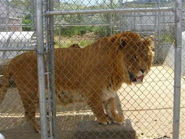 Liger Hobbs was biggest with 1200 Pounds Weight. Hobbs was a very famous liger at Sierra Zoo.