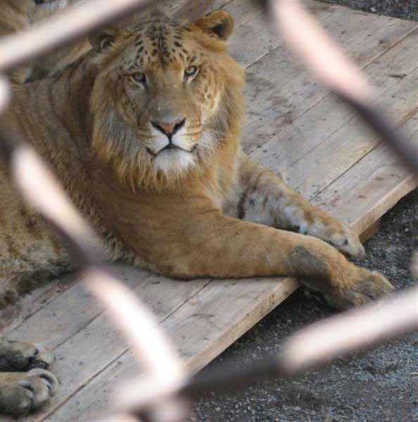 Liger Blind Counts. No Liger has ever been witnessed to be Blind.