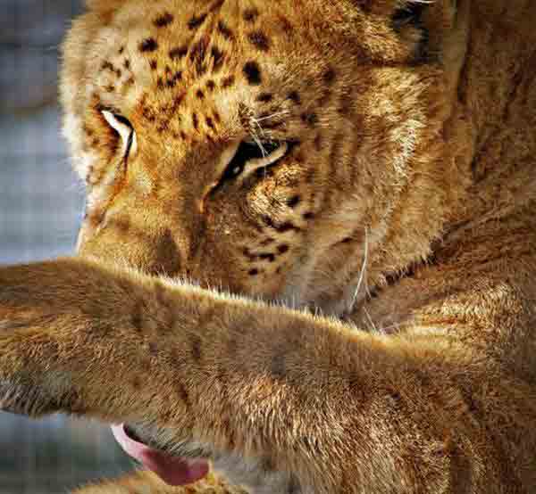 Ligers Blindness. Ligers are not blind.