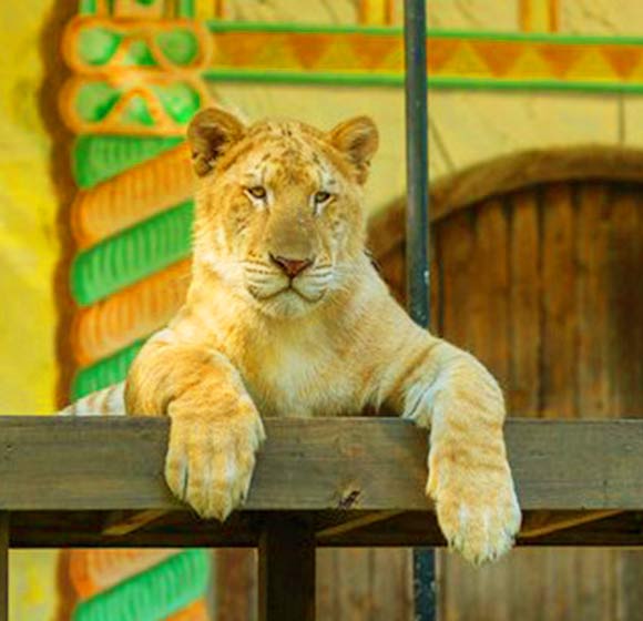 Liger Cubs experience blindness for the first week of their lives. 