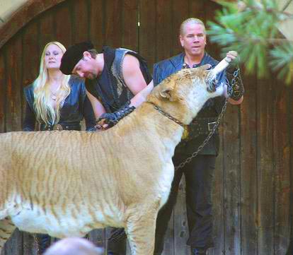 Liger Breeding according to Dr. Bhagavan Antle is not intentional but rather it is natural. 