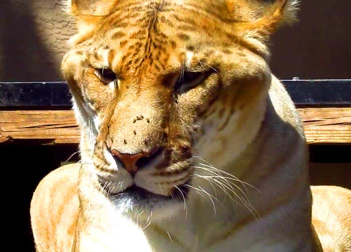 Liger breeding for big cat conservation. 