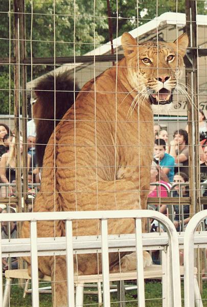 Liger Birth and C-Section.