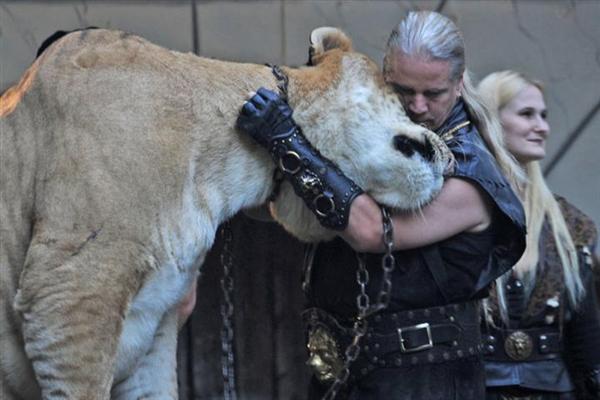 Liger Loves its Master. Liger is a Loving Carnivore. 