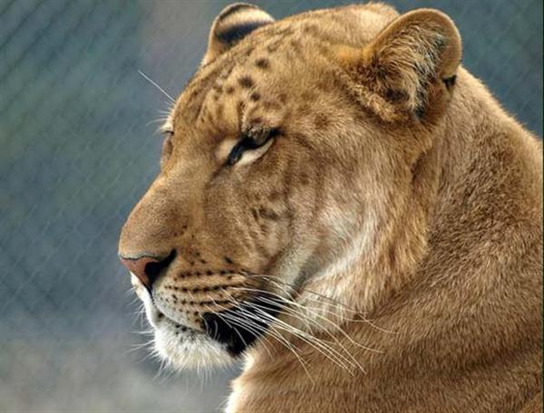 Liger: The Second Fastest Carnivore in the World