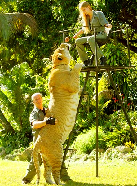 China York & Hercules the liger have both appeared within Guinness Book of World Records for the year 2006. 