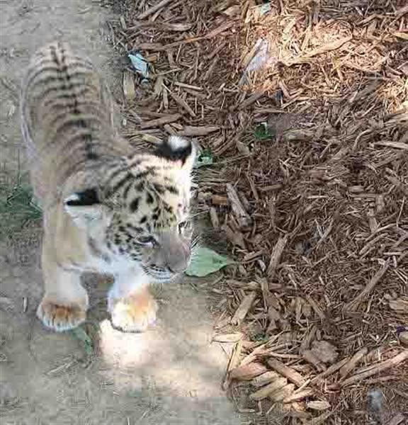 Liger Cub in China.