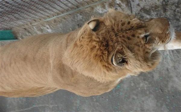 Liger Looking at its Prey. 