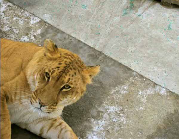 Liger Mortality Rate in China.