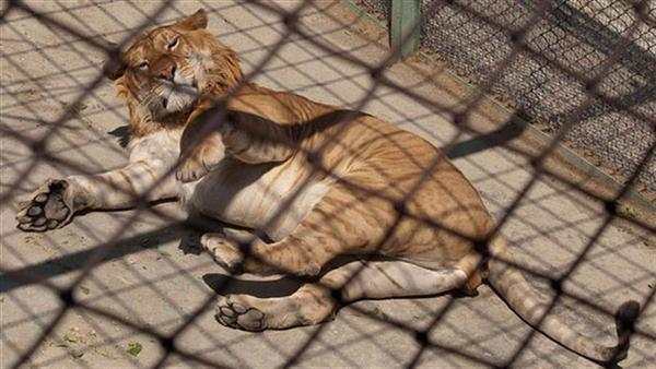 Liger Stripes