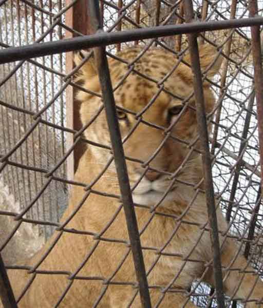 Liger Cruelty is common around the world.