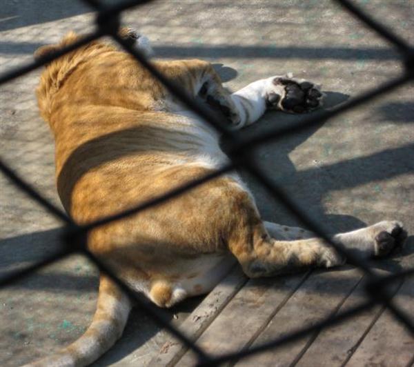 Ligers Paw Nails and Tooth are elminated, so that the animal become less harmful to others.