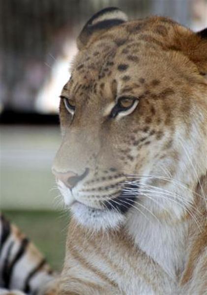 Ligers are used as Trade Commodity.