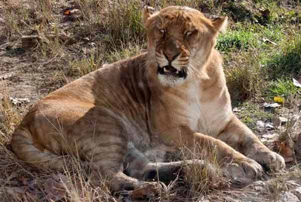 Liger Cub Angry.