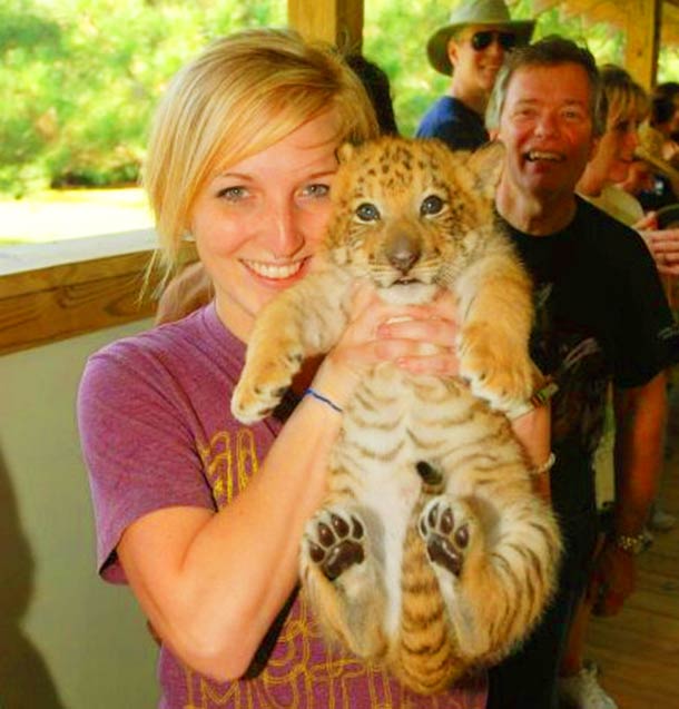 Liger Cub birth at Myrtle Beach Safari, South Carolina, USA.